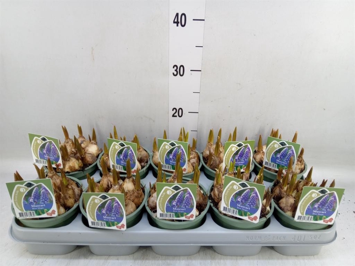 <h4>Muscari  'Magic Blue'</h4>