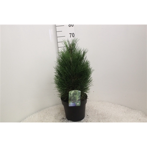 Pinus nigra 'Green Tower' P24 potgedrukt