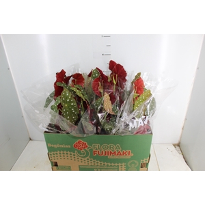 BEGONIA MACULATA P15 PO