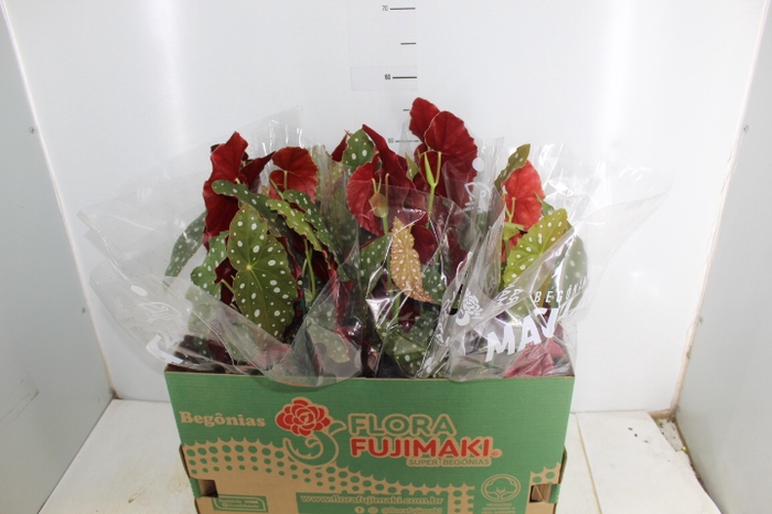 BEGONIA MACULATA P15 PO