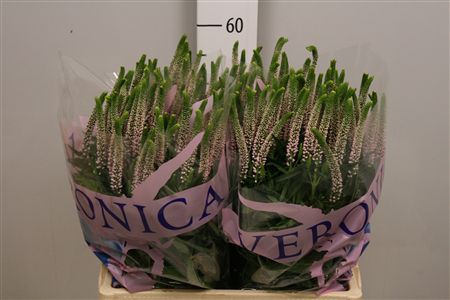 <h4>Veron Smart Roswitha</h4>