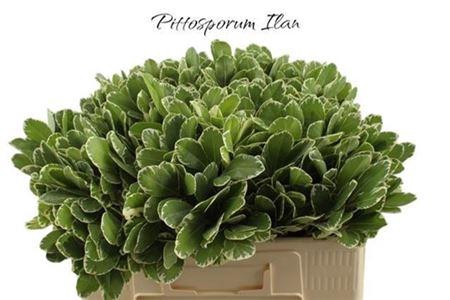 <h4>Pittosp Ilan</h4>