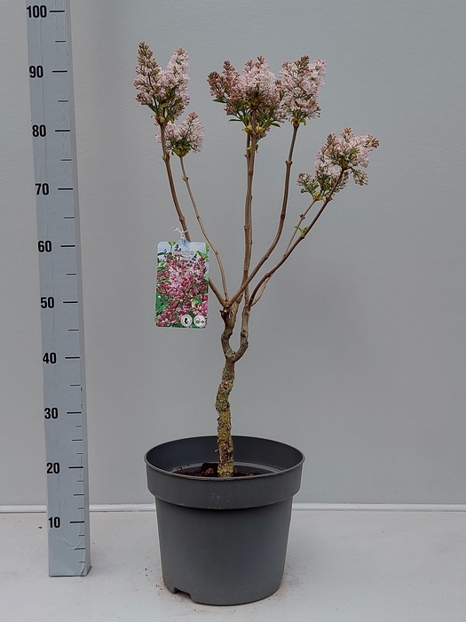 <h4>SYRI VULGARIS</h4>