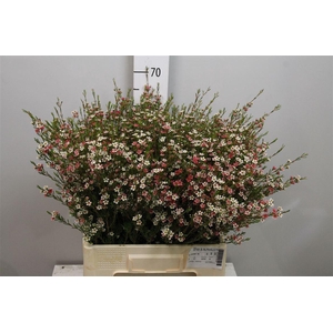 Chame Un My Sweet 16