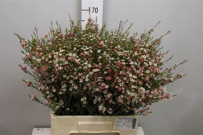 <h4>Chame Un My Sweet 16</h4>