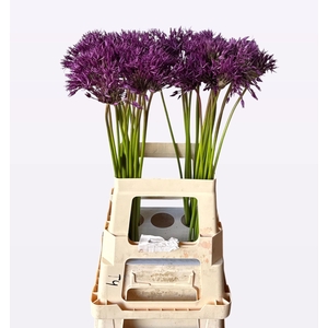 ALLIUM PURPLE RAIN