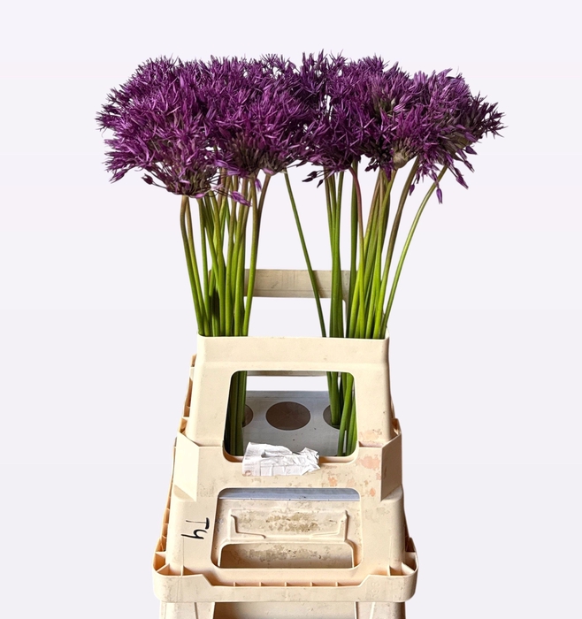 <h4>ALLIUM PURPLE RAIN</h4>