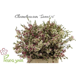 CHAME UN MY SWEET 16