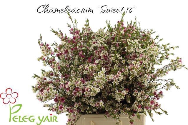 <h4>CHAME UN MY SWEET 16</h4>