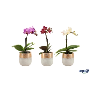 George Tiny Dolls Mix 1T7+ Aqu@