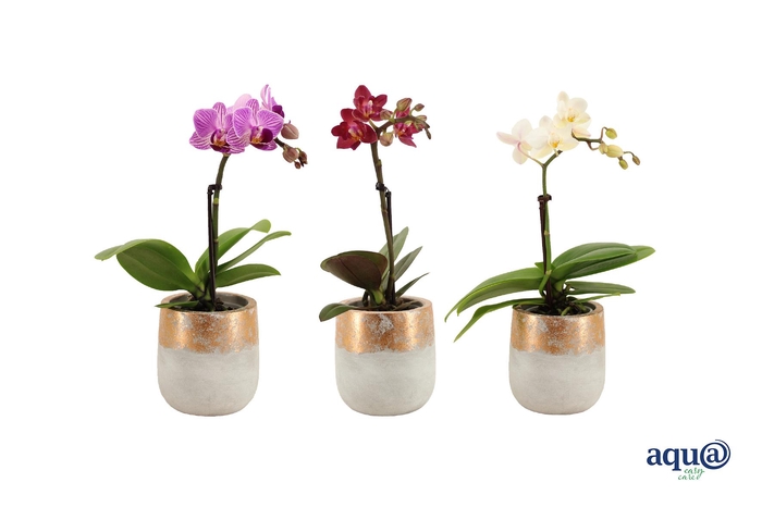 <h4>George Tiny Dolls Mix 1T7+ Aqu@</h4>