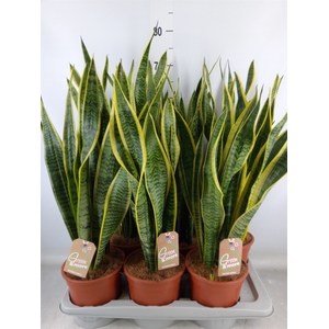 Sansevieria trifa. 'Laurentii'