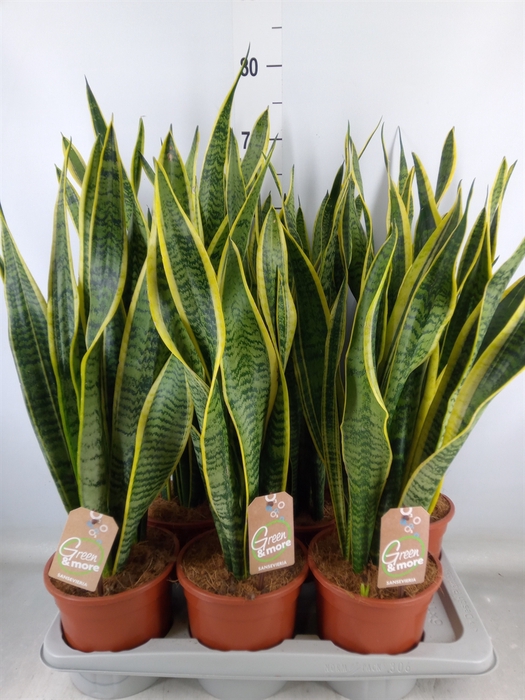 <h4>Sansevieria trifa. 'Laurentii'</h4>