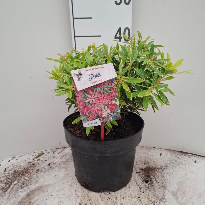 <h4>PIERIS FLAMING SILVE</h4>