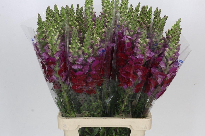 <h4>Antirrhinum Potomac Red</h4>