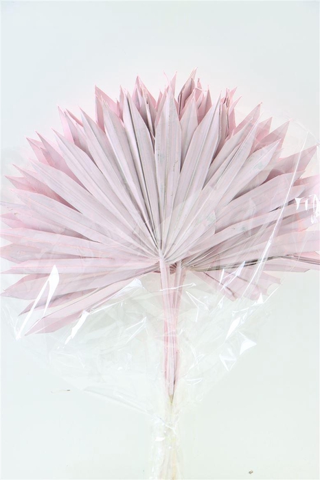 <h4>Dried Palm Sun 6pc Light Pink Bunch</h4>