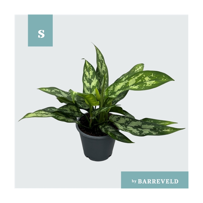 <h4>Green Agla 'Maria' (Aglaonema)</h4>