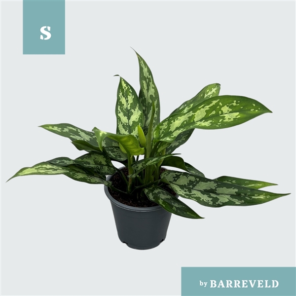 Green Agla 'Maria' (Aglaonema)