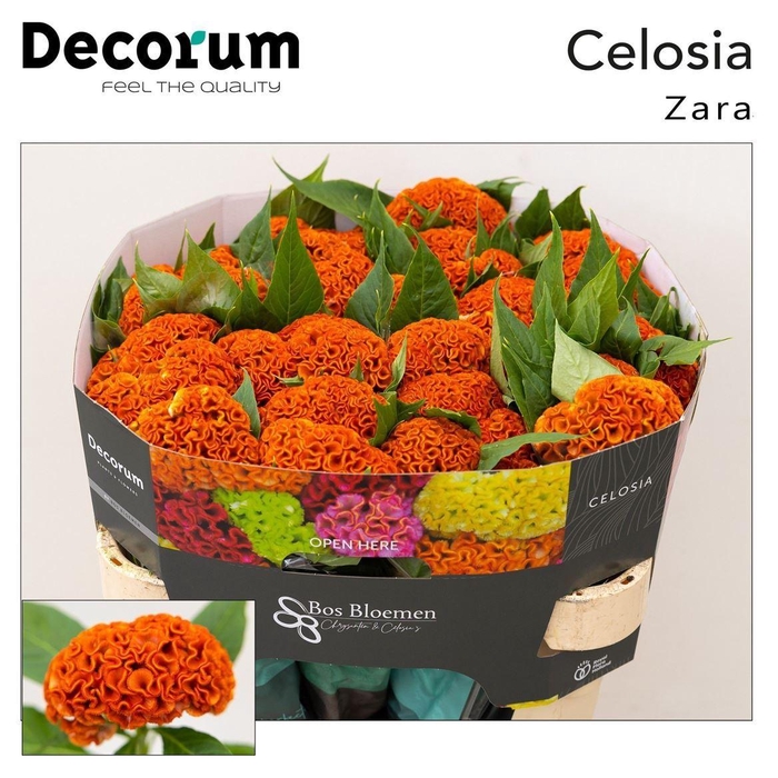 <h4>Celosia argentea (Cristata Grp) 'Act Zara'</h4>