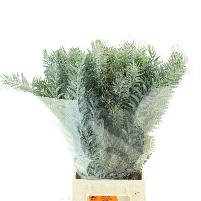 <h4>ACACIA BAILEYA BL BS</h4>