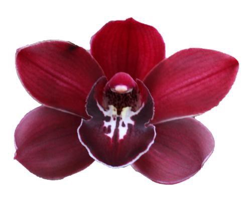 <h4>CYMB T SHIRAH</h4>