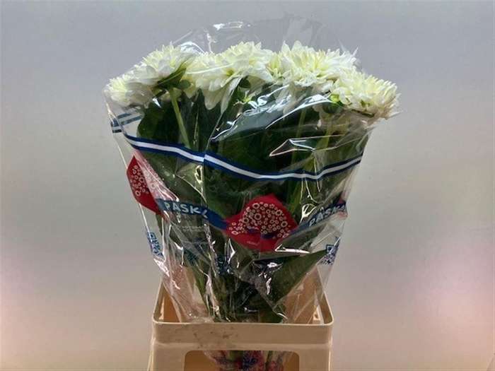 <h4>Dahl White Ballet</h4>