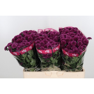 Chr San Aaa Purpetta