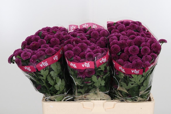 <h4>Chr San Aaa Purpetta</h4>