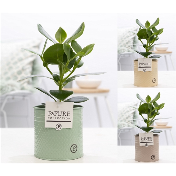 <h4>Clusia Rosea Princess in P&PURE Louise 4 ass.3</h4>