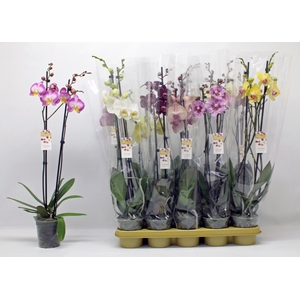 PHAL GEM