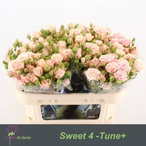 Rosa spray sweet 4 tune