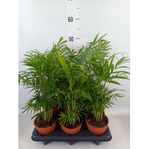 Chamaedorea elegans