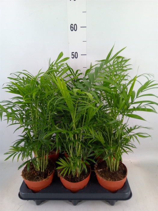 <h4>Chamaedorea elegans</h4>