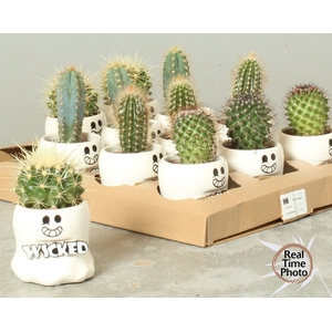 CACTUS OV