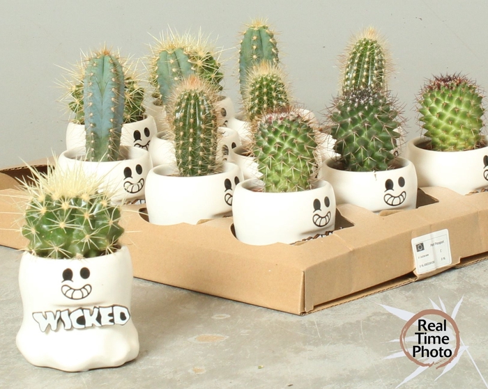 <h4>CACTUS OV</h4>