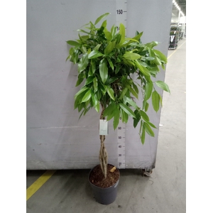 Ficus benja. 'Exotica'