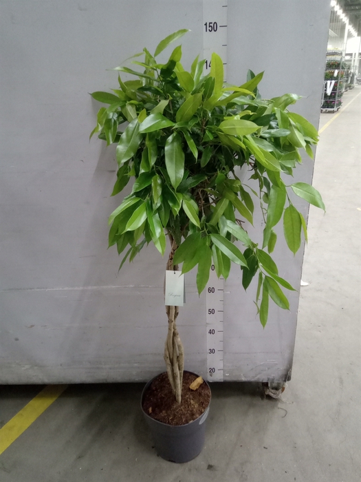 <h4>Ficus benja. 'Exotica'</h4>