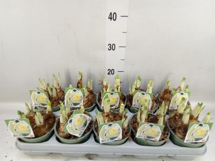 <h4>Narcissus ...</h4>