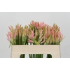 Nerine Vesta K