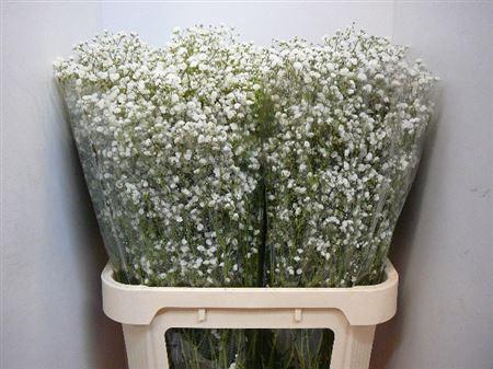 <h4>Gyps Pa Xlence</h4>