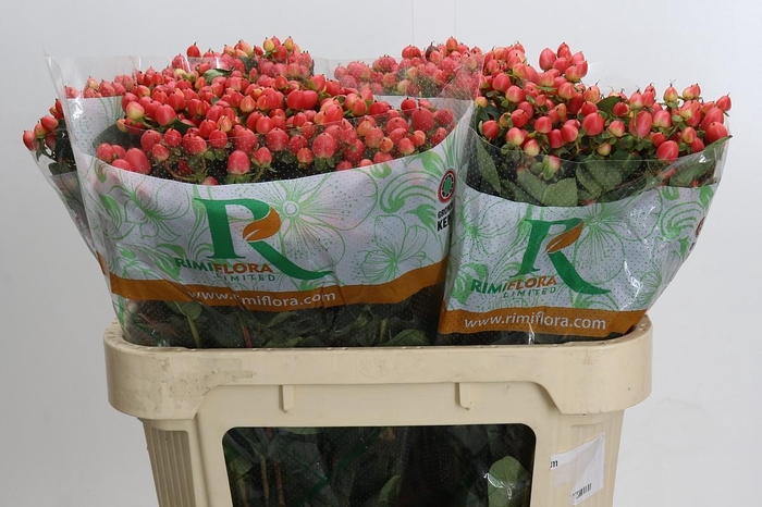 Hypericum Magical Royal Princess