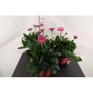 Gerbera 19 Cm. Garvinea Sweet Sixteen