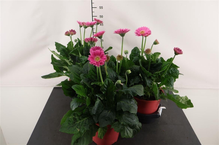 <h4>Gerbera 19 Cm. Garvinea Sweet Sixteen</h4>