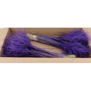 DF Stypha 60cm Bs Purple