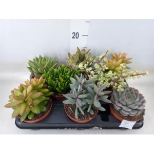 Succulents   ...