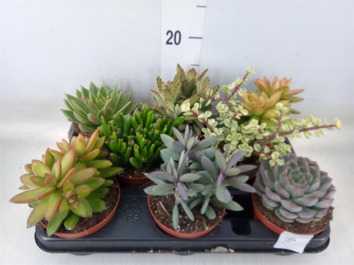 <h4>Succulents   ...</h4>