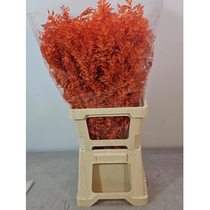 RUSCUS PRIK VERF ORANJE