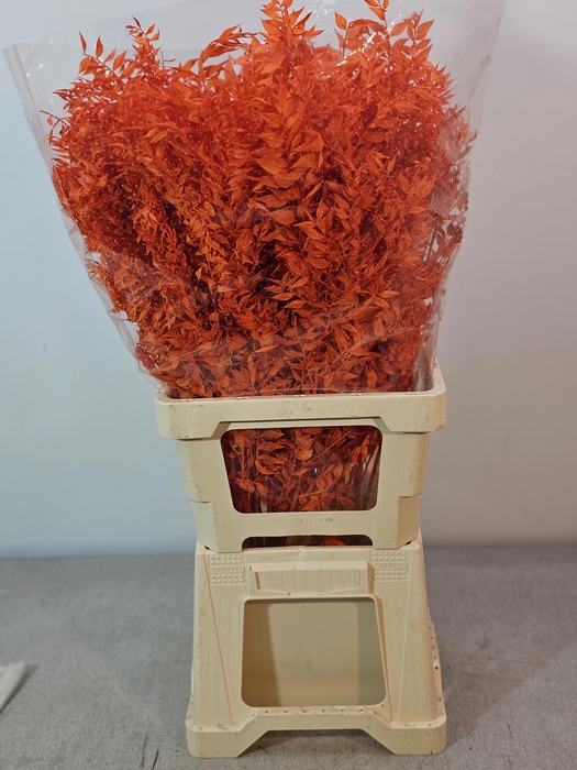 <h4>RUSCUS PRIK VERF ORANJE</h4>