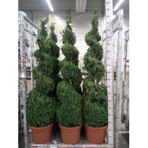 Buxus semp.   ...