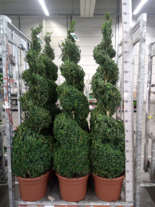 Buxus semp.   ...